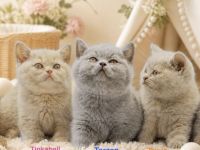 BKH-Kitten vom Züchter mit Stammbaum