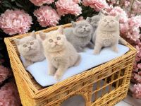 BKH-Kitten vom Züchter mit Stammbaum