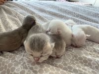 BKH Kitten