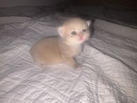 BKH Kitten