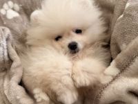 Pomeranian Boo Welpe