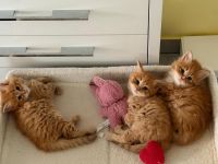 3 süsse rote Sibirische Katzen (Babys) suchen neues Zuhause