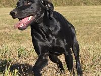 Labrador-Vizsla-Mix sucht neue Heimat