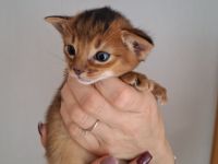 Entzückende Abessinier Kitten