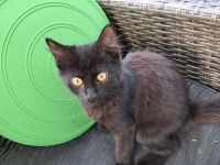 Kitten zu verkaufen