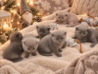 Wunderschöne BKH Weihnachts Kitten Katzenbabys in liebevolle Hände abzugeben