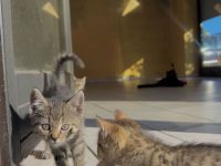 4 süße Katzenbabys suchen liebevolles Zuhause