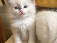 Reinrassige Ragdoll Kitten