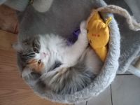 Perserkatze