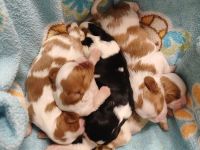 Zuckersüße Cavalier King Charles Spaniel Welpen suchen ein liebevolles Zuhause!