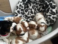 Zuckersüße Cavalier King Charles Spaniel Welpen suchen ein liebevolles Zuhause!