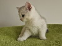 BKH Kitte mit Stammbaum