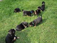 appenzeller sennenhund Welpen