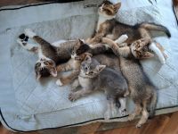 Kitten - Somali-Abessiner Mix