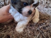 Wellpen Shih Tzu