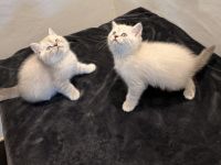 Bkh _blh kitten Abgabebreit