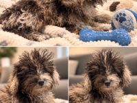 Liebevolle Familie für bezaubernden Pudel,Zwergpudelwelpen gesucht (ähnlich wie Cockerpoo,Maltipoo)