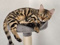 Reinrassige Bengal Katze sucht neues Zuhause