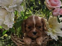 Cavalier King Charles Spaniel Welpen
