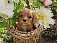 Cavalier King Charles Spaniel Mädchen