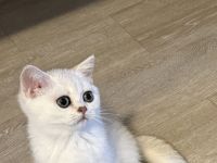 BKH Silver Shaded kitten