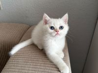 BKH Silver Shaded kitten