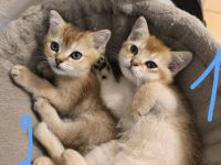 BKH Kitten