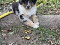 Australian Shepherd Mix Welpen suchen liebevolles Zuhause
