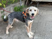 Cleverer und liebenswerter Familienhund Conrad sucht Zuhause