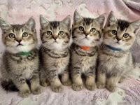 reinrassige BKH Tabby Kitten zuckersüß