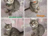 Zuckersüße reinrassige BKH Tabby Kitten
