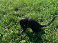 🐾❤️ Die Katzen Zorro und Schockie suchen ab sofort dringend ein neues Zuhause. ❤️🐾