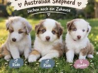 australian shepherd Welpen