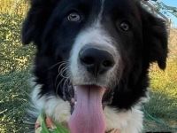 Paul, 10/25 - Sonnenschein sucht Familie