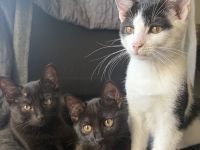 Katzenbabys suchen ein liebevolles Zuhause!
