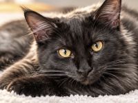 Siam Maine Coon Kitten