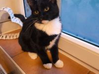 Kitten suchen ein liebevolles Zuhause