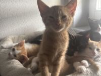 Orangener Kater in liebevolles Zuhause abzugeben