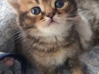Britisch Kurzhaar Kitten Silver Shaded/Golden/Tabby