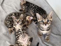 Traumhafte Bengal Kitten suchen ihr liebevolles Für immer Zuhause !