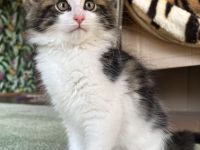 Norwegische Waldkatze Kater Kitten ab Ende Oktober mit Papieren