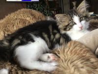 Norwegische Waldkatze Kater Kitten ab Ende Oktober mit Papieren