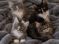 Wunderschöne Maine-Coon-Kater mit Stammbaum