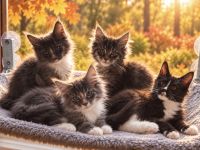 Wunderschöne Maine-Coon-Kater mit Stammbaum