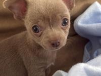 Chihuahua-Hündin