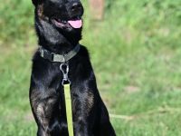 Malinois/ Holländischer Schäferhund