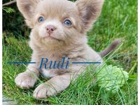 Wunderschöner Chihuahua Rüde - sehr verschmust und sozial - aus liebevoller Zucht