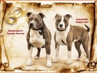 Wir erwarten American Staffordshire Terrier aus TOP Verpaarung mit Ahnentafel