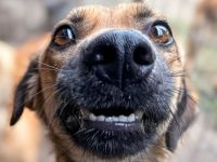 Koba ist ein lieber Bub