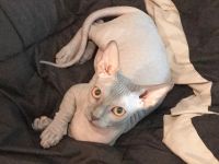 Sphynx Mädchen in liebevolle Hände abzugeben